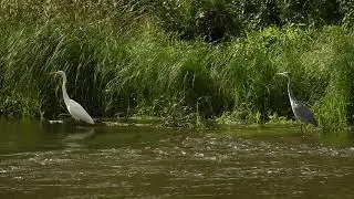 Grey heron VS White egret: Invisible red line:: 03-09-2021