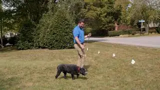 Invisible Fence&reg; Brand- Boundary Plus&reg; Technology--Expand your dogs boundaries