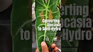 How To Easily Switch Your Alocasia to Semi-hydro 🌿