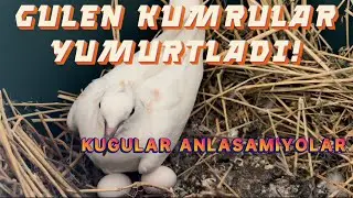 ORDEK BANA SALDİRDİ!- KUGULARDA ALFALİK KAVGASİ- CUCE AUSTRALORPLAR- KOYUNU KESTİM