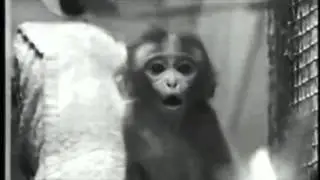 Early Attachment Experiments- H.Harlow, mid-20th century