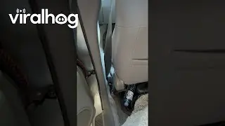 Red-Bellied Black Snake Hidden in Car Door || ViralHog
