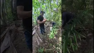 Fomos catar buriti ...