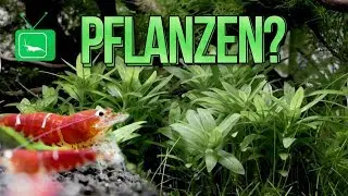 SOLLTE MAN EIN GARNELENAQUARIUM BEPFLANZEN? | GarnelenTv
