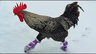 The rooster likes to walk in the snow in socks