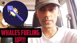 SPELL TOKEN WHALES FUELING UP!!! SPELL TOKEN PRICE ACTION