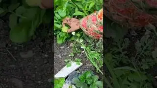 fresh strawberry picking/A beautiful surprised of nature#strawberryharvesting #gardenplants #fruit