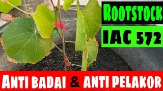 ROOTSTOCK ANGGUR YANG COCOK UNTUK BERBAGAI KONDISI MEDIA TANAM DAN TAHAN TERHADAP NEMATODA IAC 572‼️