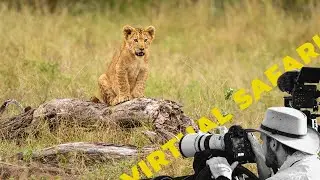 CUTE Alert: Unbelievable Lion Cub Suckling Footage- Virtual Safari #150