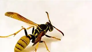 Jordan Egler - Death of the Executioner Wasp [HD]
