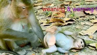 M.G! Mom Diamond Weaning & Warning Baby Dustin,No Milk More,Don't Touch Her, stop Milk from Now