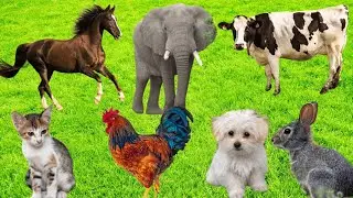 Sounds of wildlife animals, familiar animals: Rabbit, Cow, Rooster, Horse, Elephant, Cat - Real Farm