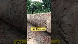 Giant beli log!