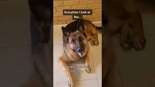 Rex knows he can get away with anything 😜🥰 #germanshepherd #dog