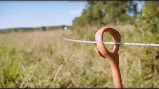 Adaptive Grazing 101: How to Control Problem Areas in Your Pasture With Livestock