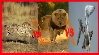 Cheetah vs lion fast speed top speed animals in the world