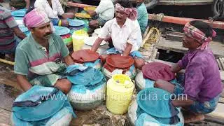 Fishermen collect their catch for the day and head home from Kakdwip