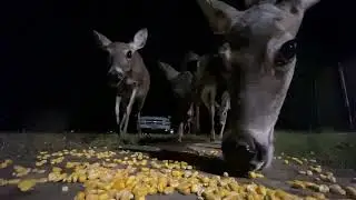 Oh Deer, Up Close view of how a Whitetail deer eats corn