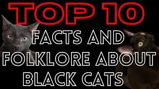 TOP 10 FACTS ABOUT BLACK CATS #blackcat