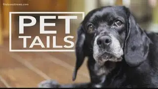 PET TAILS | 3-year-old Rainy loves to show off her smile