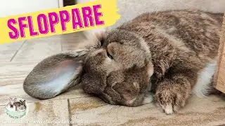 Comportamento del CONIGLIO: SFLOPPARE #rabbits #coniglio