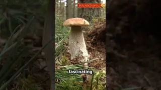 Lurid Bolete: The Mushroom Marvel! #mushroom #foraging #fungi #nature #wildlife