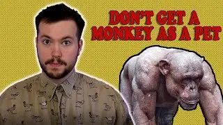 Reaction To TERRIBLE Monkey owners