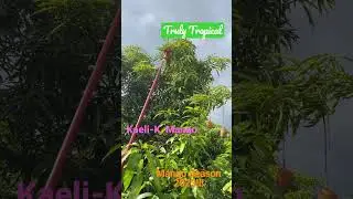 It&rsquo;s Mango Season 2023!!!