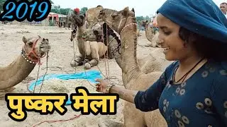 पुष्कर में ऊटौ ने डाला डेरा!!! Pushkar fair 2019!!साचोरी, बाड़मेरी नागोरी ऊंट