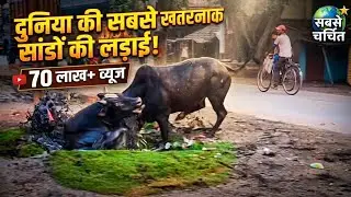 दो सांड की भयंकर लड़ाई से बाजार मे मची अफरा तफरी, Bulls fight in market #bulls #fight