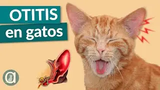 OTITIS EN GATOS 😿 S&iacute;ntomas, diagn&oacute;stico y tratamiento