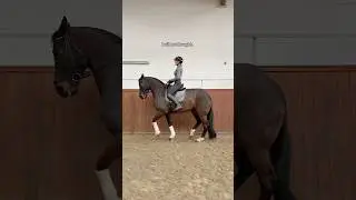 Построен, а не куплен. 🤝🏻 #конный_тренер #лошадь #короткий_тренер