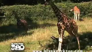Giraffe at the Blank Park Zoo