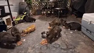 Colony cats feeding time Late night