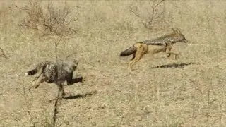 Cheetah Cub kill Jackal