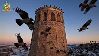 50 Minutes of Healing Birds Singing | Deep Nature Relaxation for Anxiety & Stress Relief