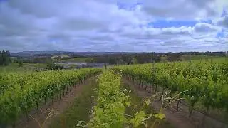 Shaw and Smith vintage 2015