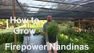 How to grow Firepower Nandinas (Heavenly Bamboo) with detailed description