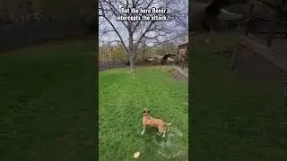 DOG INTERCEPTS HAWK... THEN HERDS CHICK 🤯 #dog #cute