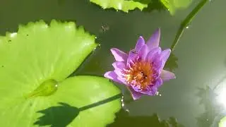 Water lilies in garden pond | Nymphaeaceae
