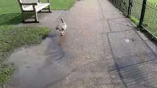 walking with a goose, London, St  James Park 2020