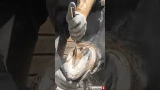 Super Clean Hoof Trim.  .Grant moon farrier V&iacute;deos.