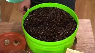 Roberta's 5pc Long Blooming Calla Lillies Live Bulbs W/ Sample Food on QVC