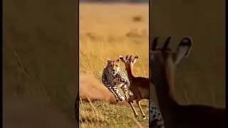 Cheetah vs Deer: Fastest Chase in the Wild 🐆🦌 #Shorts #Wildlife #Nature