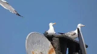 seagull duo on rooftop