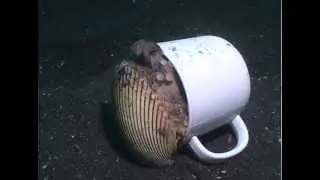 Mysterious animal in a tea cup!?