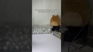 capybara 🧡🍊 #asmr #fidgets #haul #haul #unboxing #smallbusiness