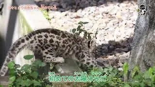 ライブズーがとらえた決定的瞬間　ユキヒョウの赤ちゃん初めての外