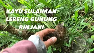 KAYU SULAIMAN PESANAN ORANG SENEGAL🇸🇳 LUAR NEGERI KAYU SULAIMAN MENDUNIA