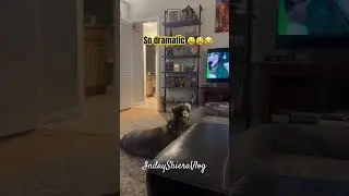 Why husky is so dramatic?😂😩 #subscribe #youtube #dog #husky #funny #highlights #youtubeshorts
